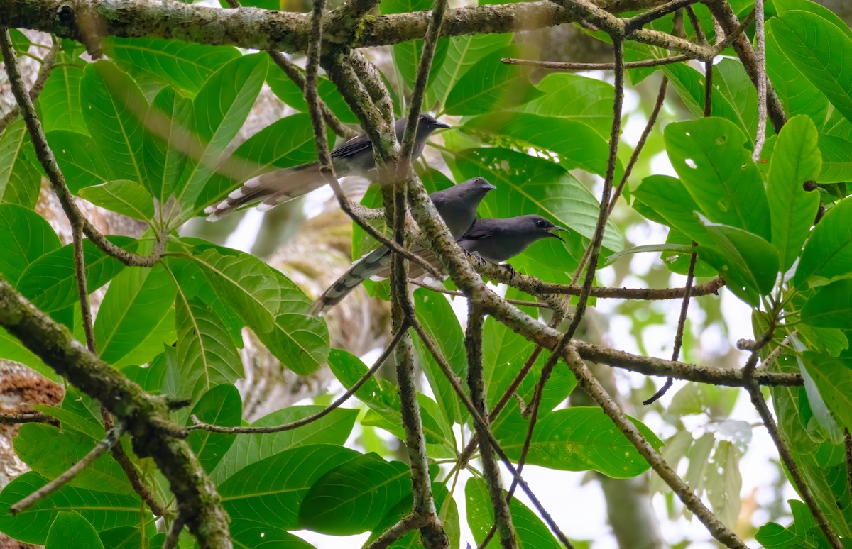 Long-tailed Sibia - Nara Jayaraman