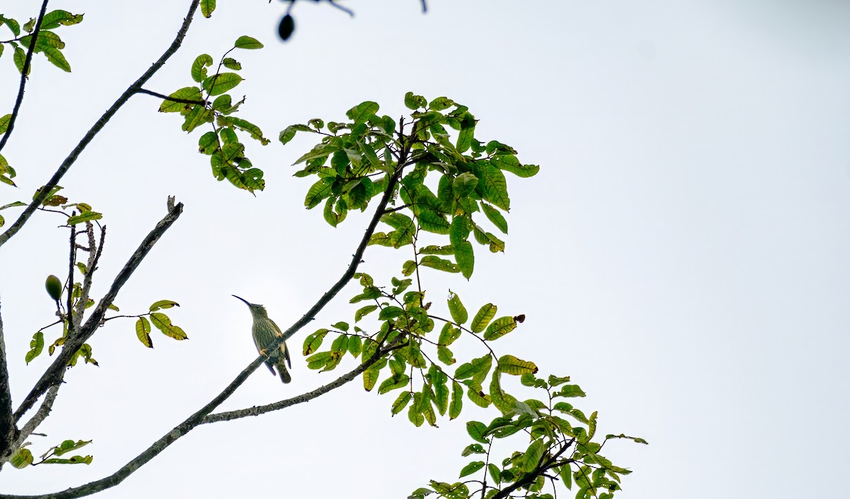 Streaked Spiderhunter - Nara Jayaraman