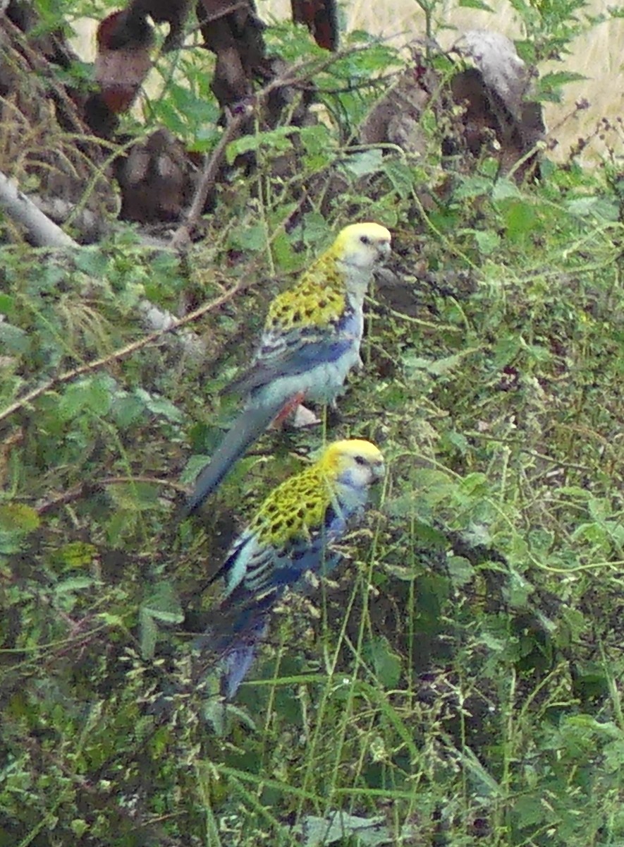 Pale-headed Rosella - Lizette Salmon