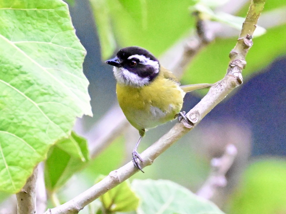 Sooty-capped Chlorospingus - Vivian Fung