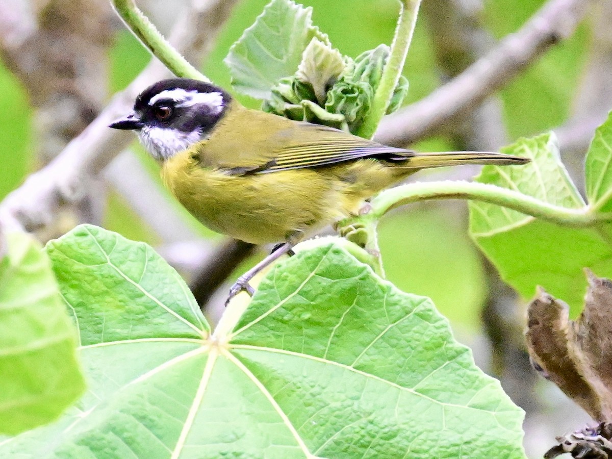 Sooty-capped Chlorospingus - Vivian Fung