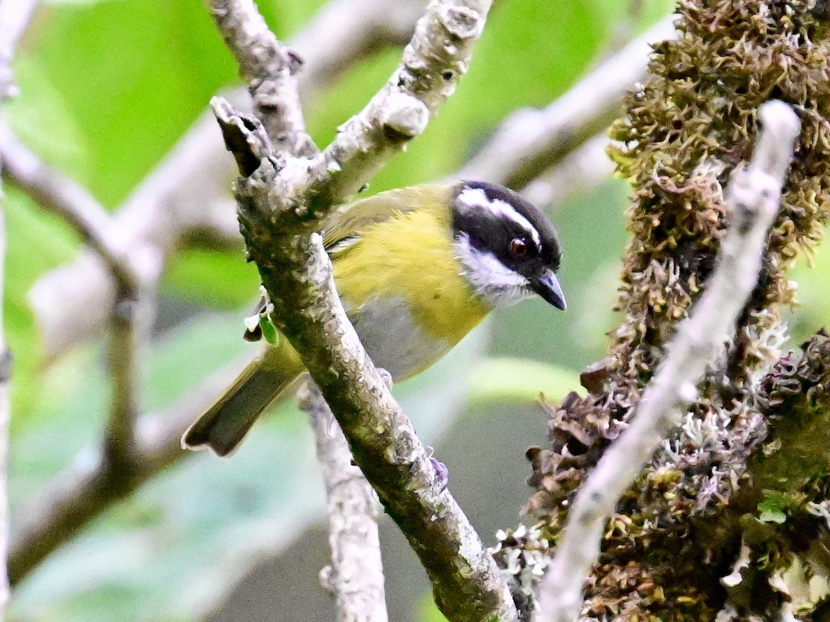 Sooty-capped Chlorospingus - Vivian Fung