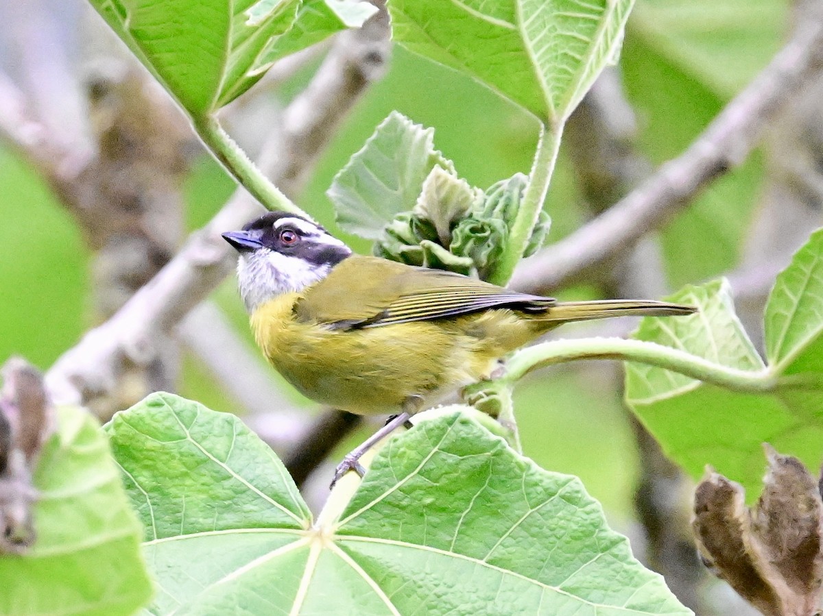 Sooty-capped Chlorospingus - Vivian Fung