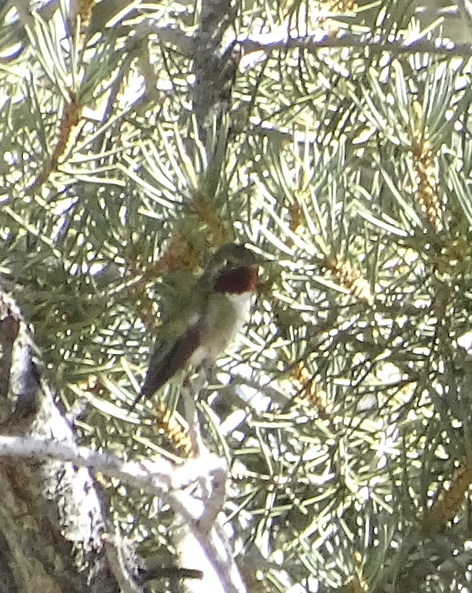 Broad-tailed Hummingbird - Nancy Overholtz
