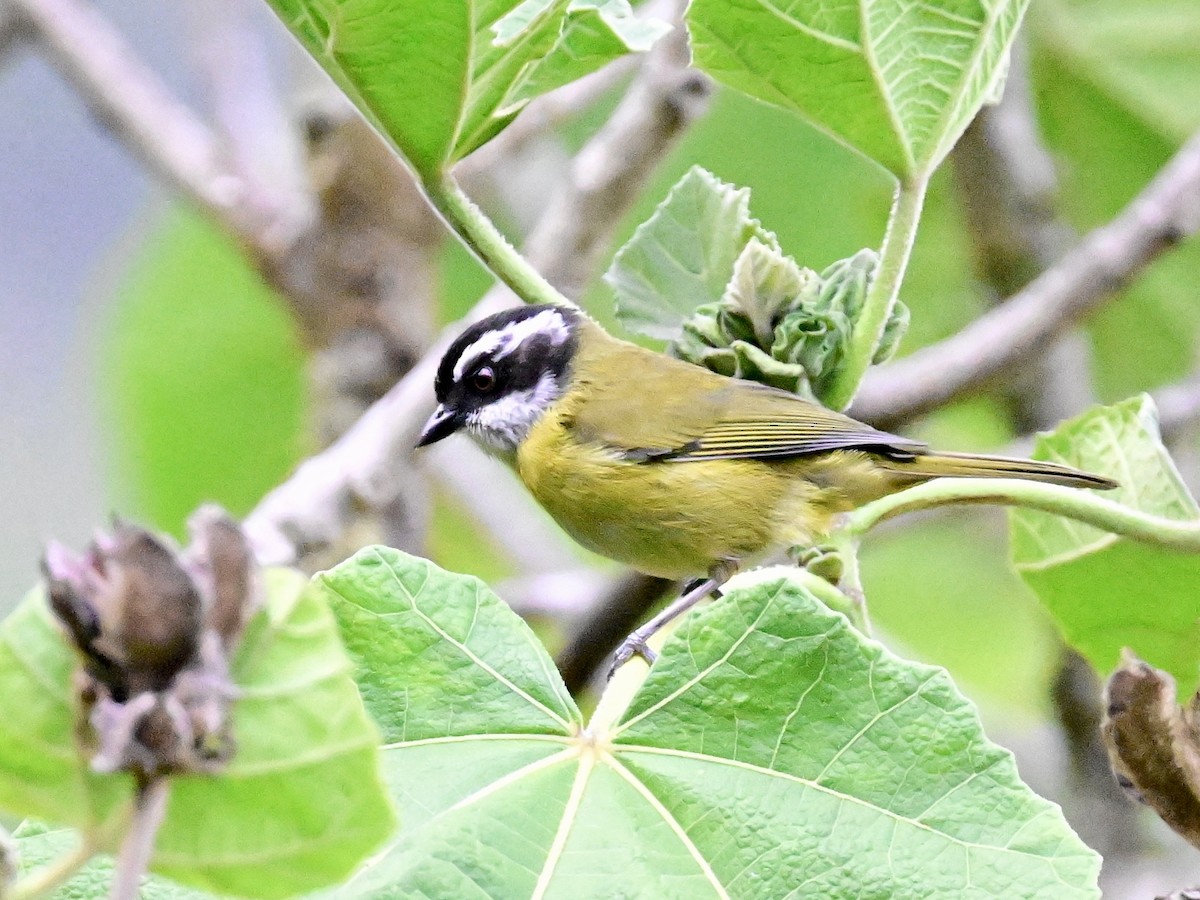 Sooty-capped Chlorospingus - Vivian Fung