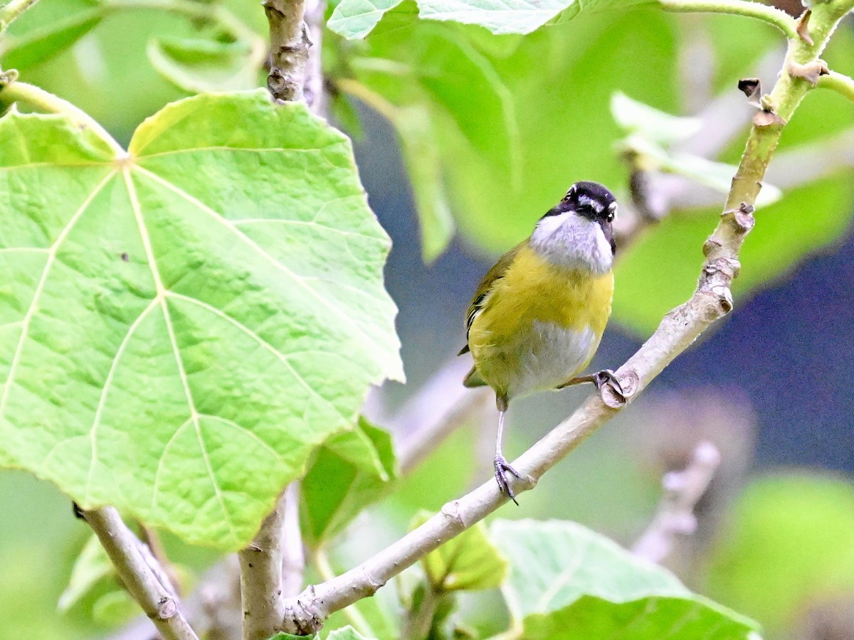 Sooty-capped Chlorospingus - Vivian Fung