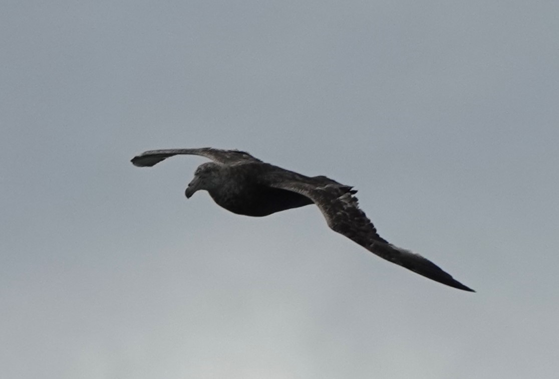 Northern Giant-Petrel - Marcia Hawk