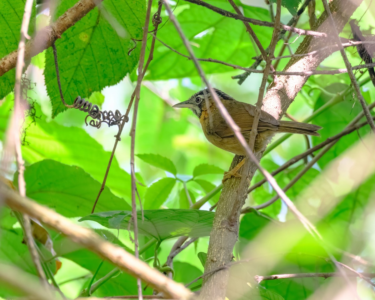 Gray-throated Babbler - Nara Jayaraman