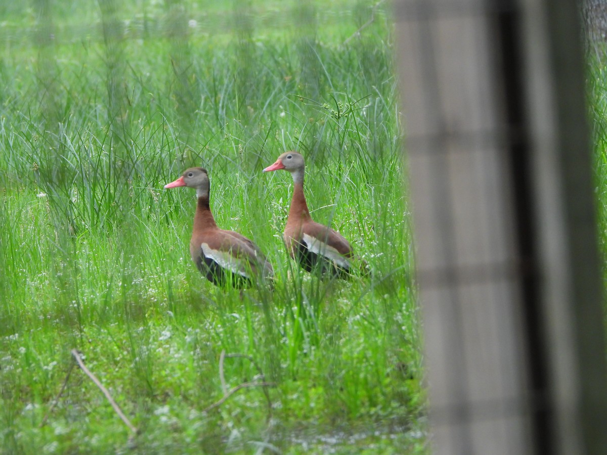 Black-bellied Whistling-Duck - Lesha Roberts