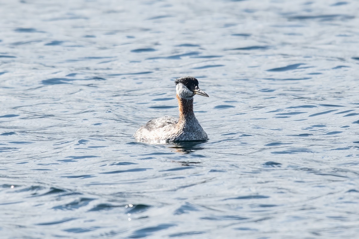 Red-necked Grebe - Dominic More O’Ferrall