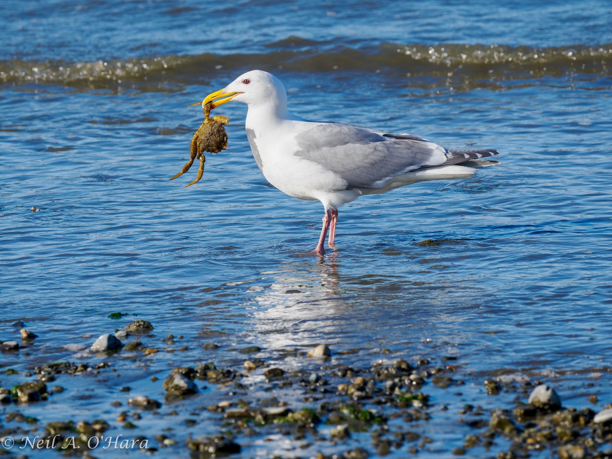 Glaucous-winged Gull - Neil O'Hara