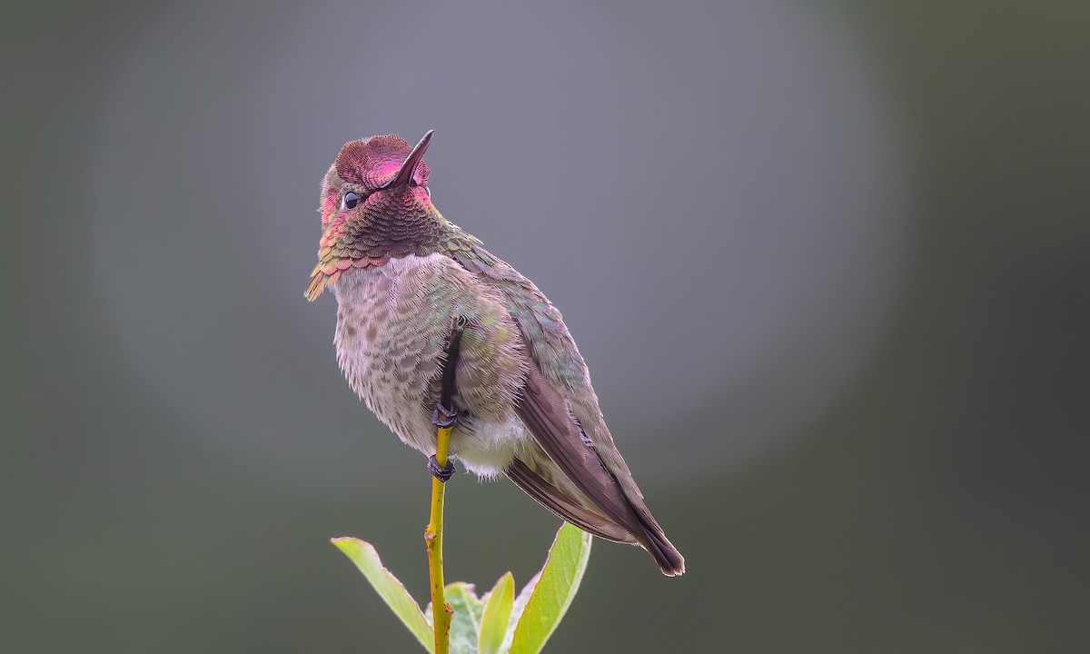 Anna's Hummingbird - Becky Matsubara