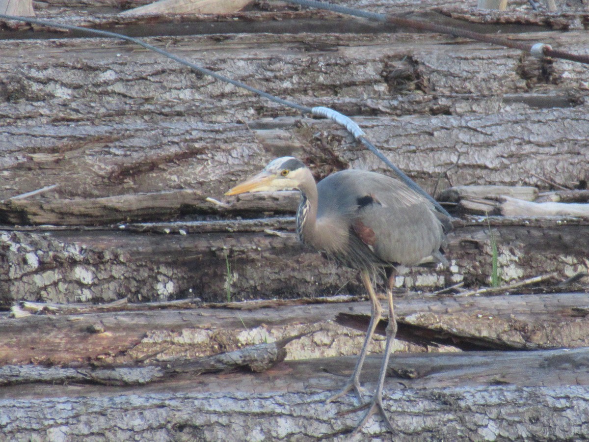 Great Blue Heron - Anonymous