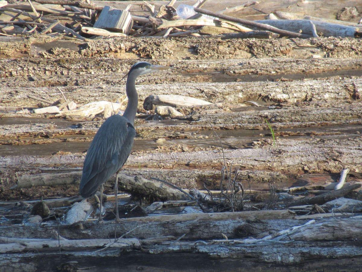 Great Blue Heron - Anonymous