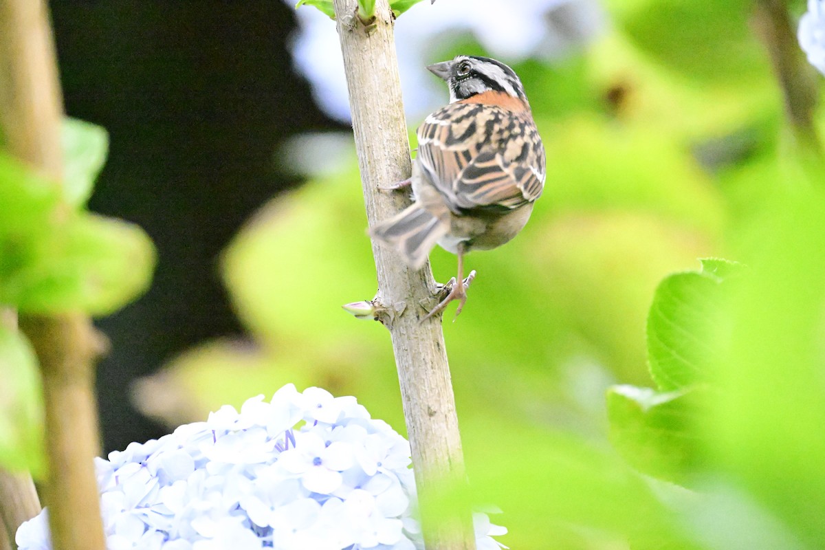 Rufous-collared Sparrow - Vivian Fung