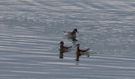 Wilson's Phalarope - Tonie Hansen