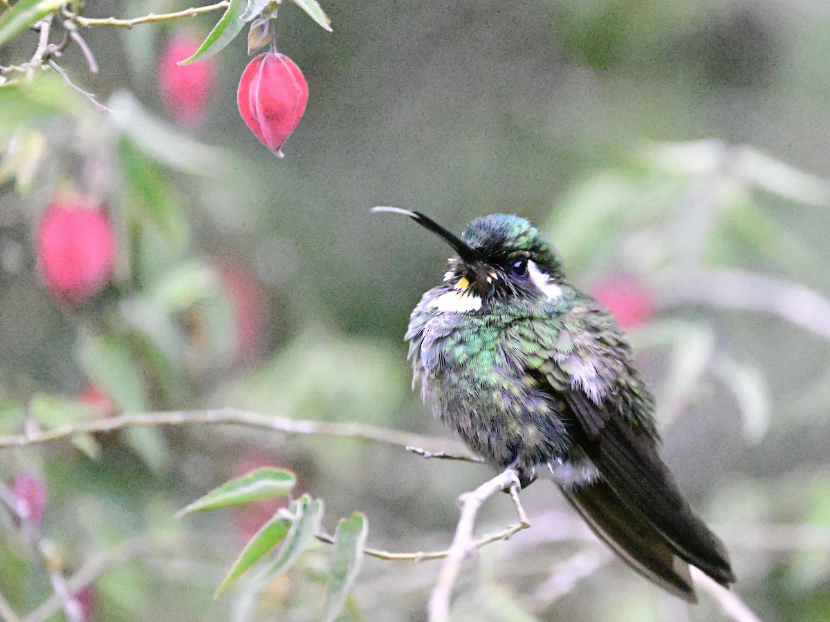 White-throated Mountain-gem - Vivian Fung