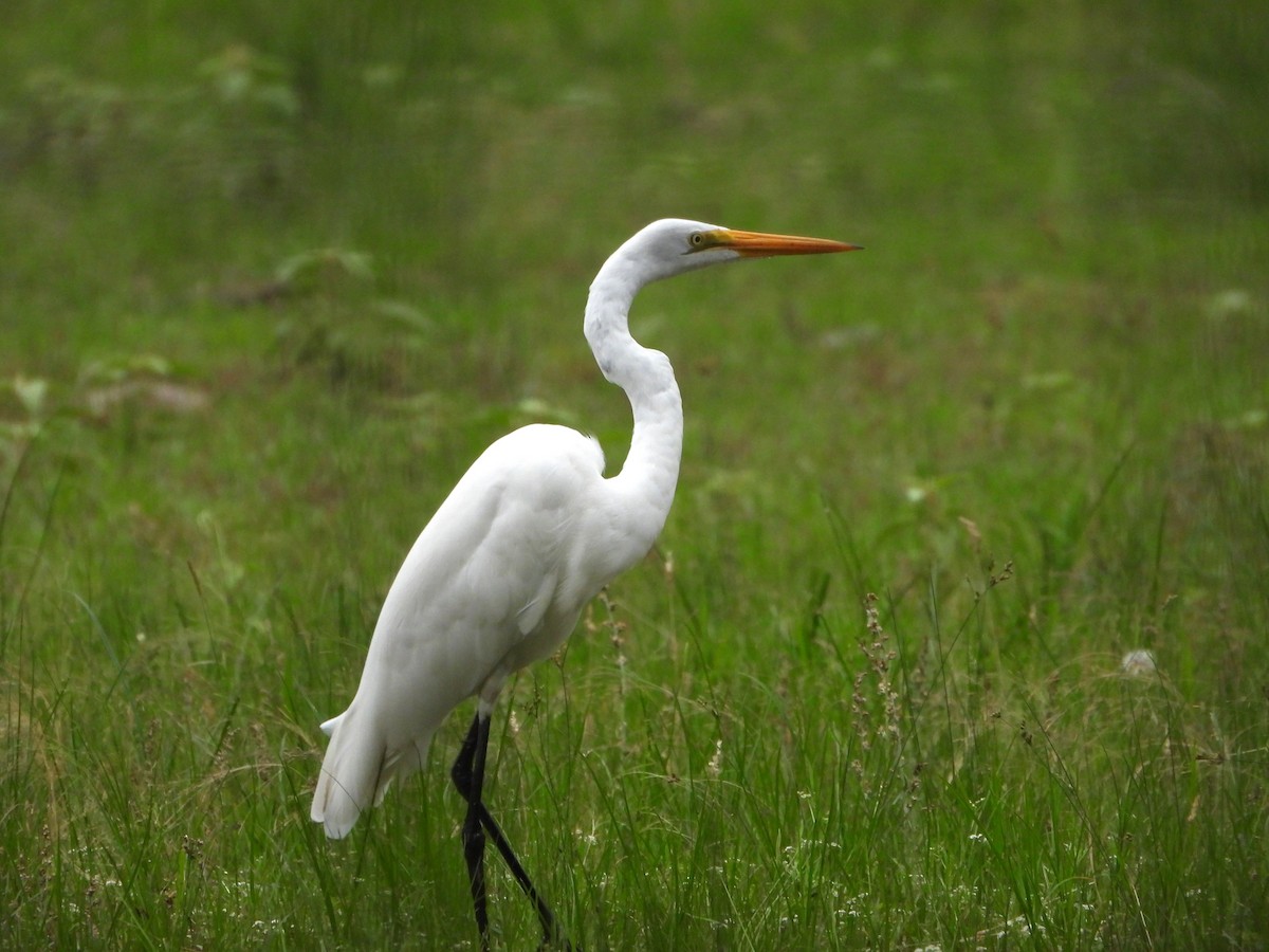 Great Egret - Lesha Roberts