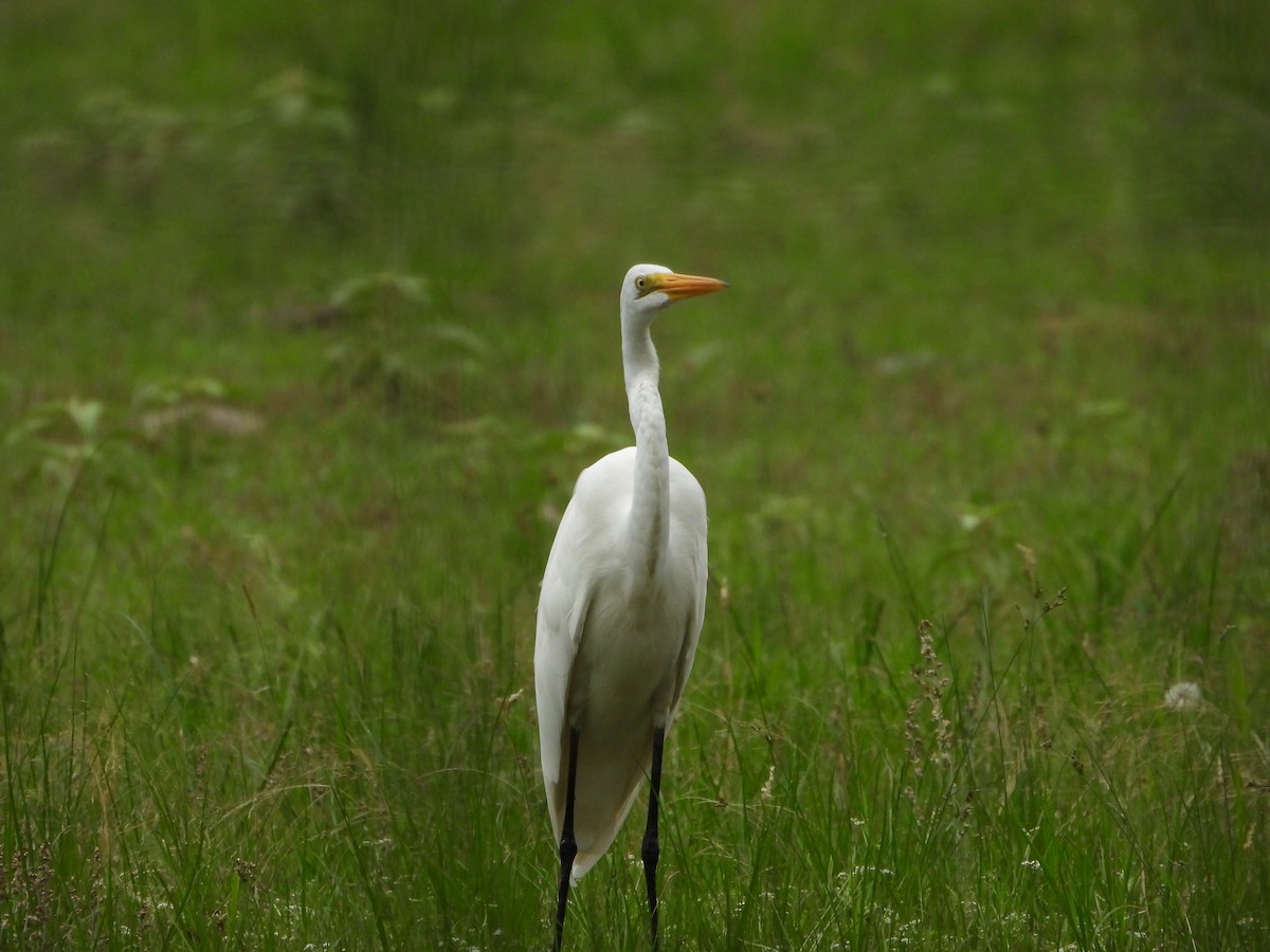 Great Egret - Lesha Roberts