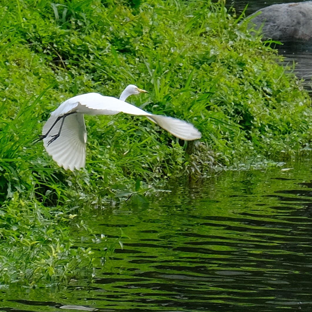 Medium Egret - Kuan Chia Hsiu