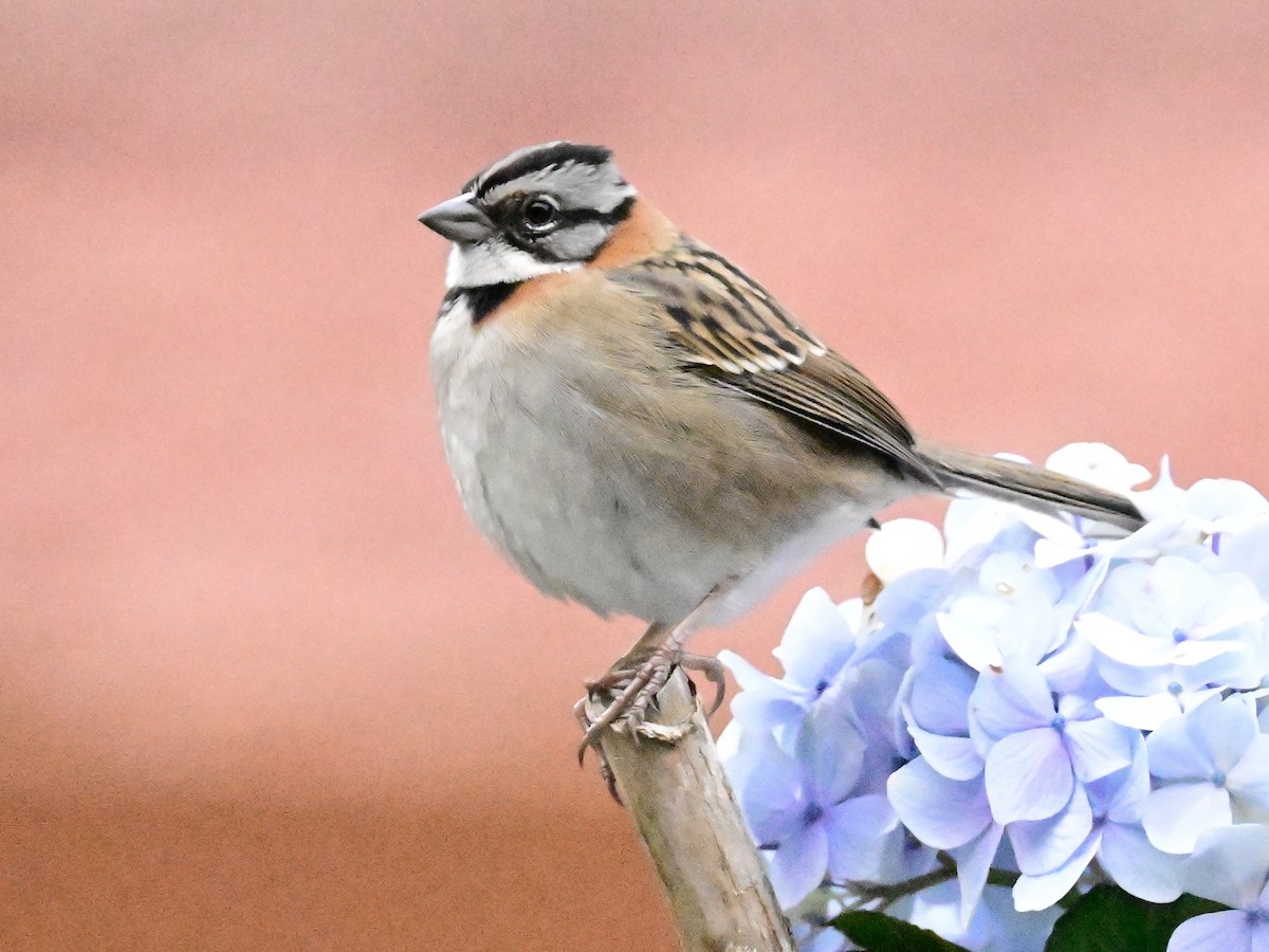 Rufous-collared Sparrow - Vivian Fung