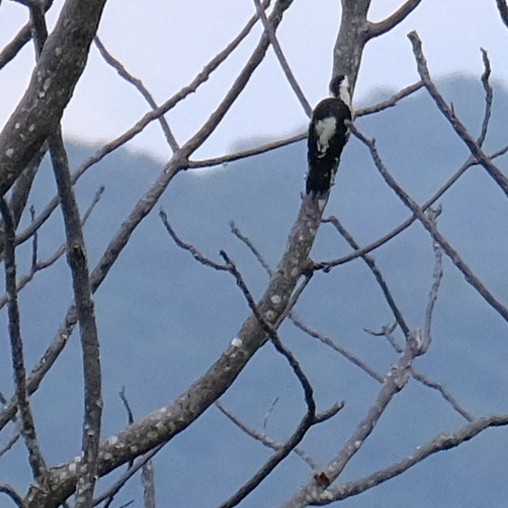 Gray-capped Pygmy Woodpecker - Kuan Chia Hsiu