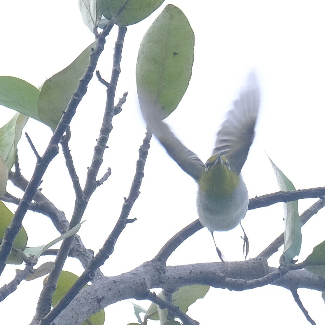 Swinhoe's White-eye - Kuan Chia Hsiu