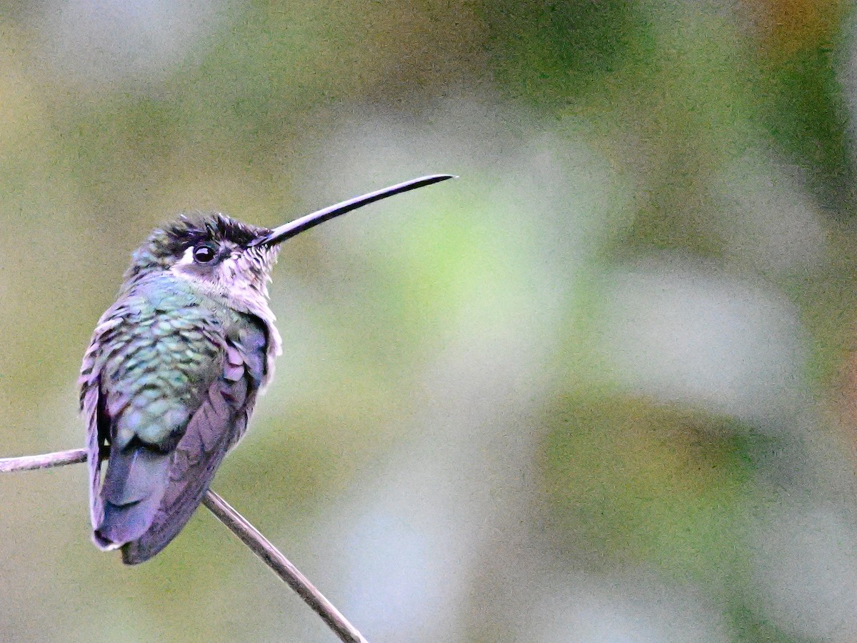 Talamanca Hummingbird - Vivian Fung