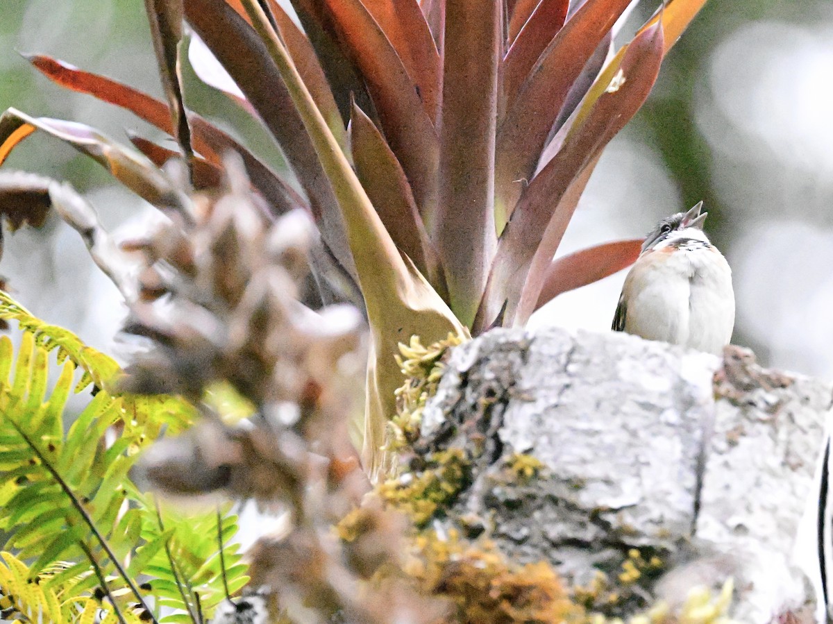 Rufous-collared Sparrow - Vivian Fung
