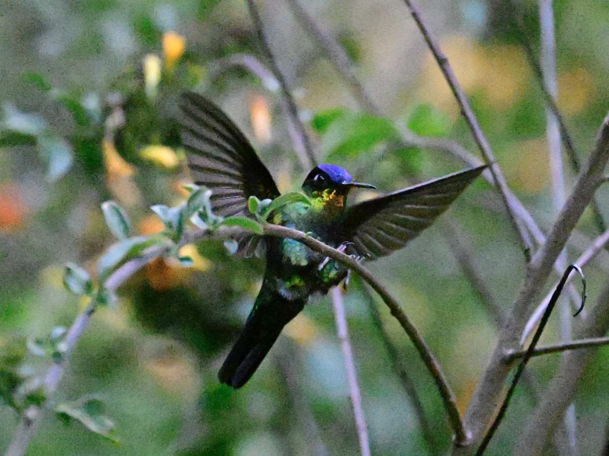 Fiery-throated Hummingbird - Vivian Fung