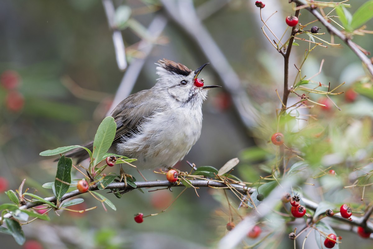 Taiwan Yuhina - Se Chea