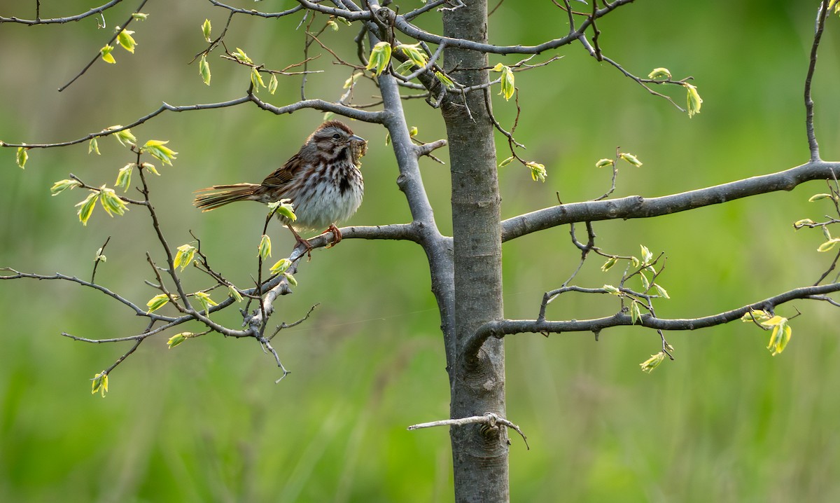Song Sparrow - Chad Berry