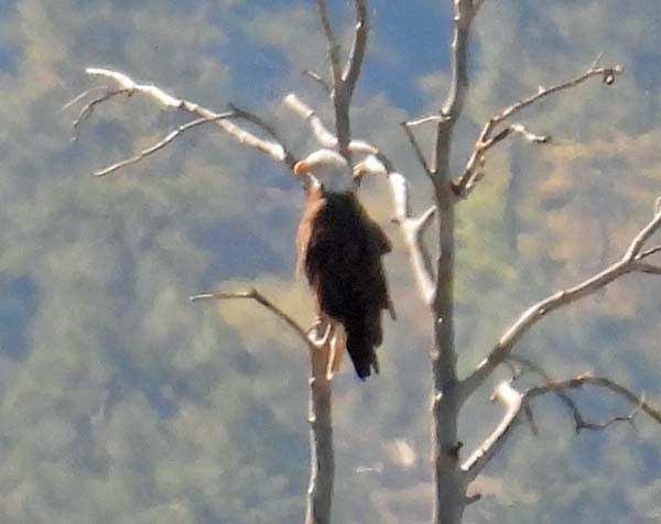 Bald Eagle - Cory Shaw