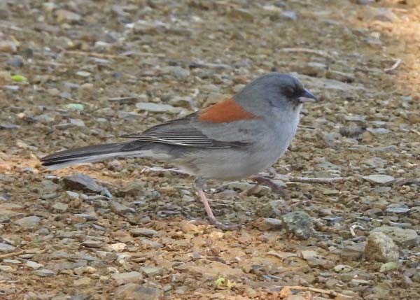 Dark-eyed Junco - ML619164254