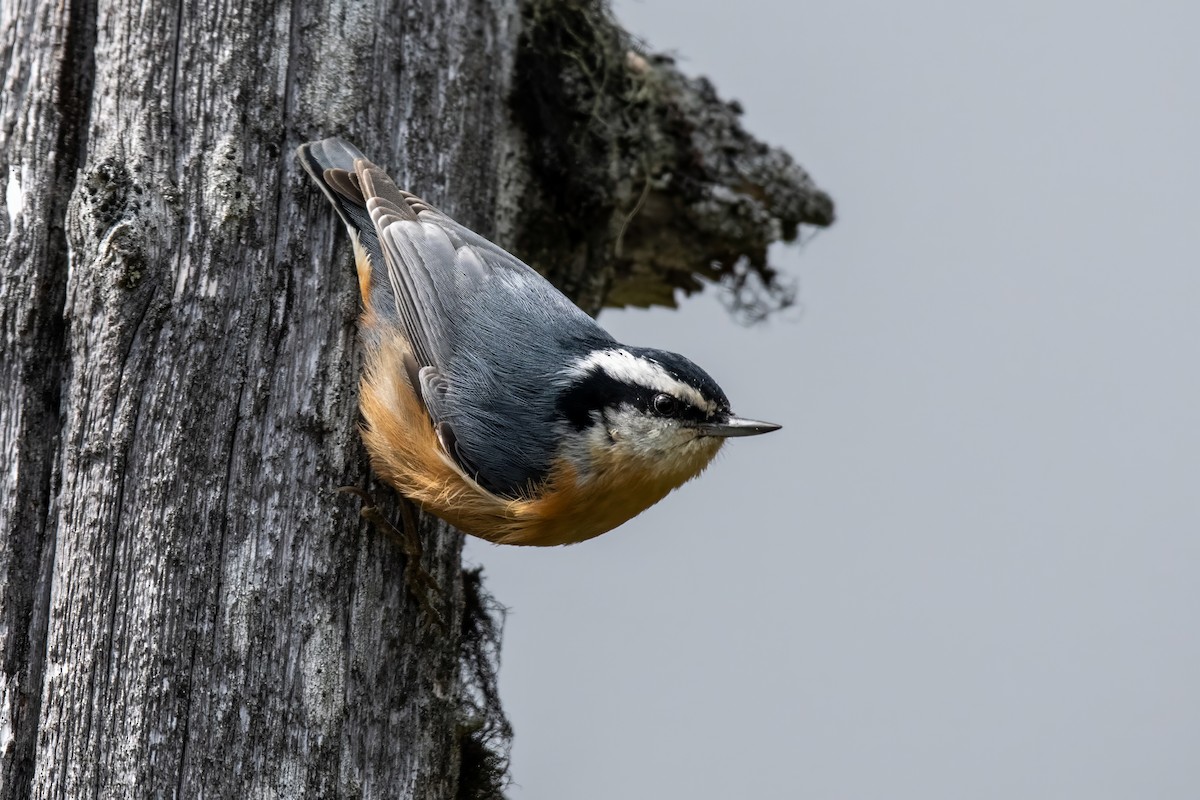 Red-breasted Nuthatch - Dominic More O’Ferrall