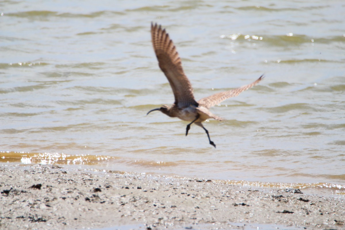 Whimbrel - bousquet francois