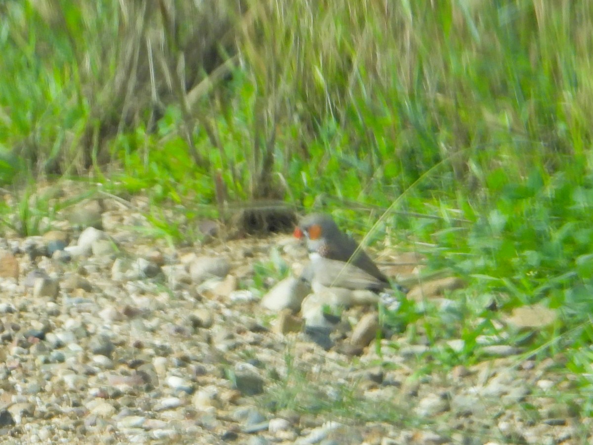 Zebra Finch (Australian) - Leonie Beaulieu