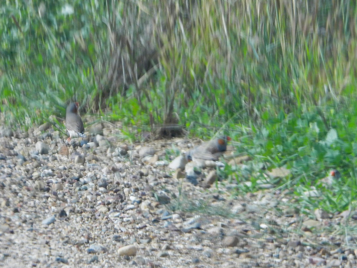 Zebra Finch (Australian) - ML619164293