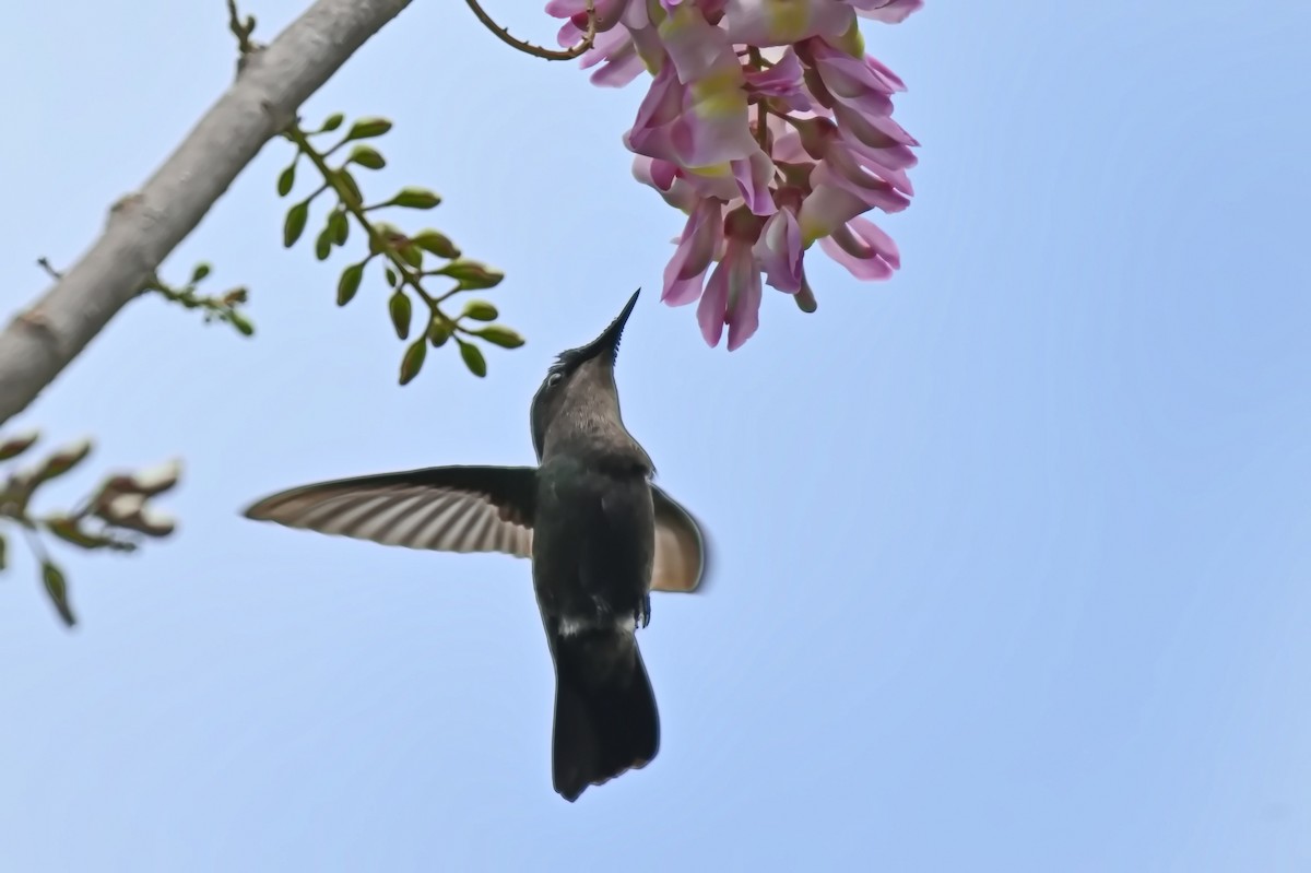 Antillean Crested Hummingbird - James Cosgrove
