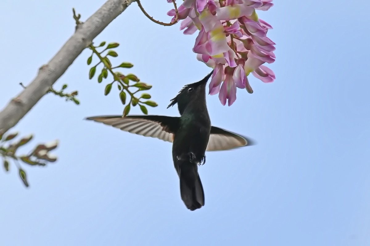 Antillean Crested Hummingbird - James Cosgrove