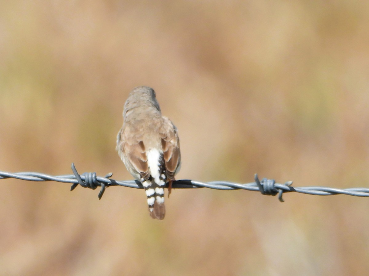 Zebra Finch (Australian) - ML619164316