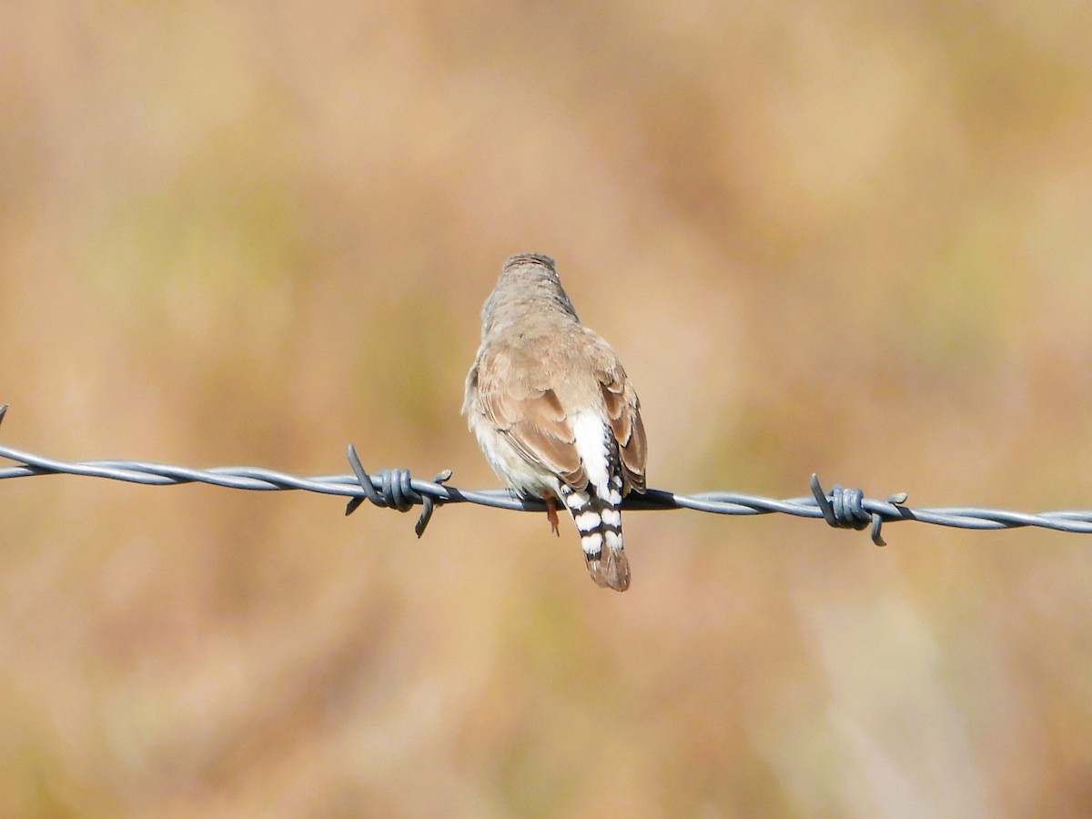 Zebra Finch (Australian) - ML619164317