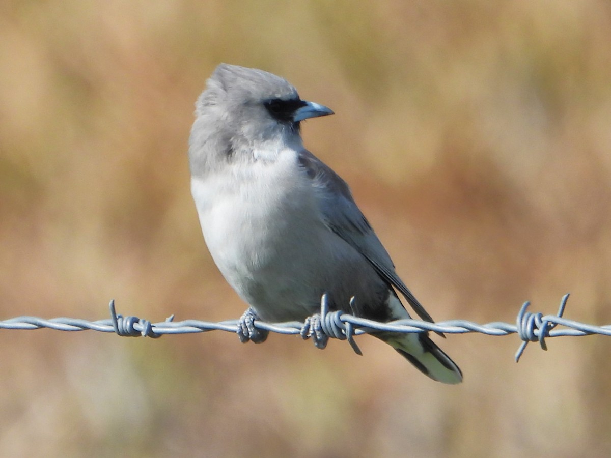 Black-faced Woodswallow - Leonie Beaulieu