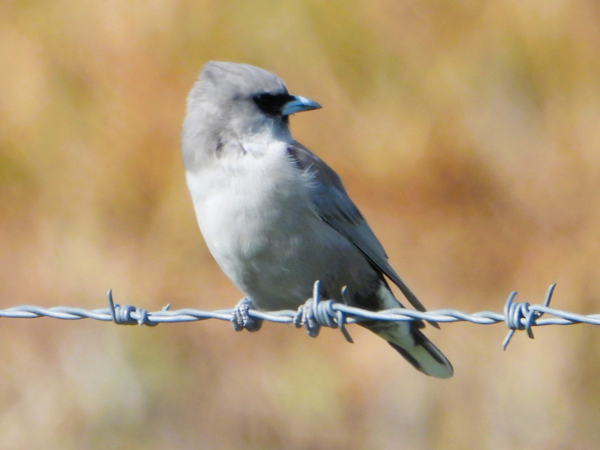 Black-faced Woodswallow - Leonie Beaulieu