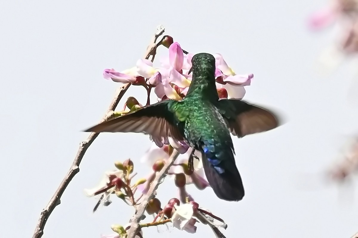 Green-throated Carib - James Cosgrove