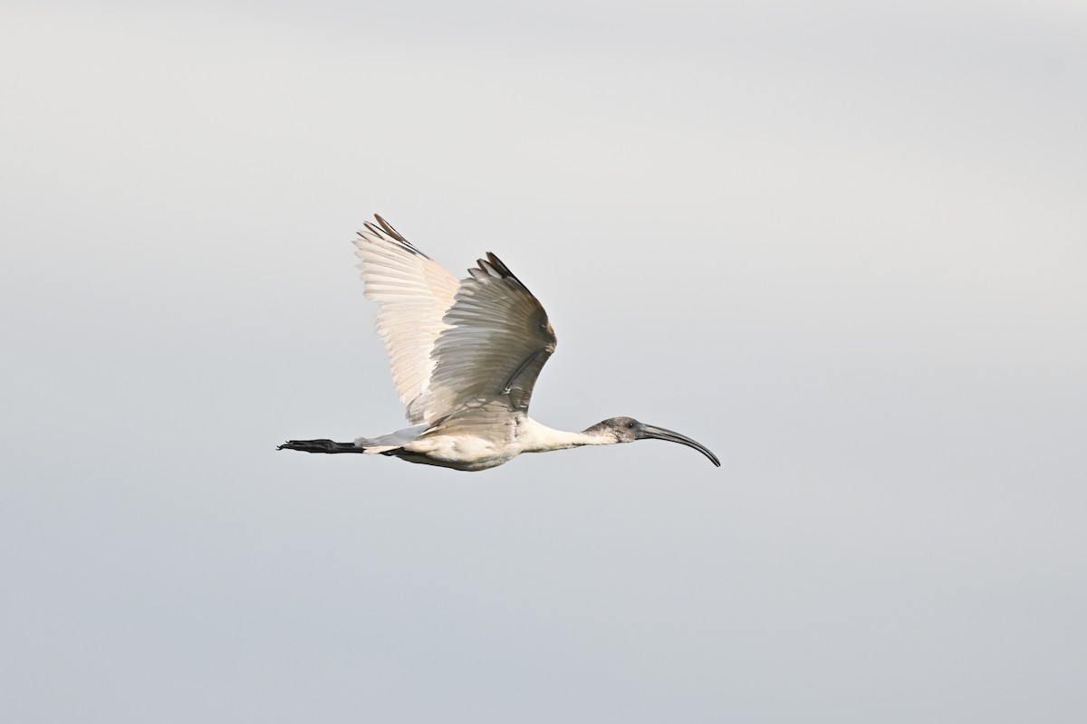 ibis černohlavý - ML619164346