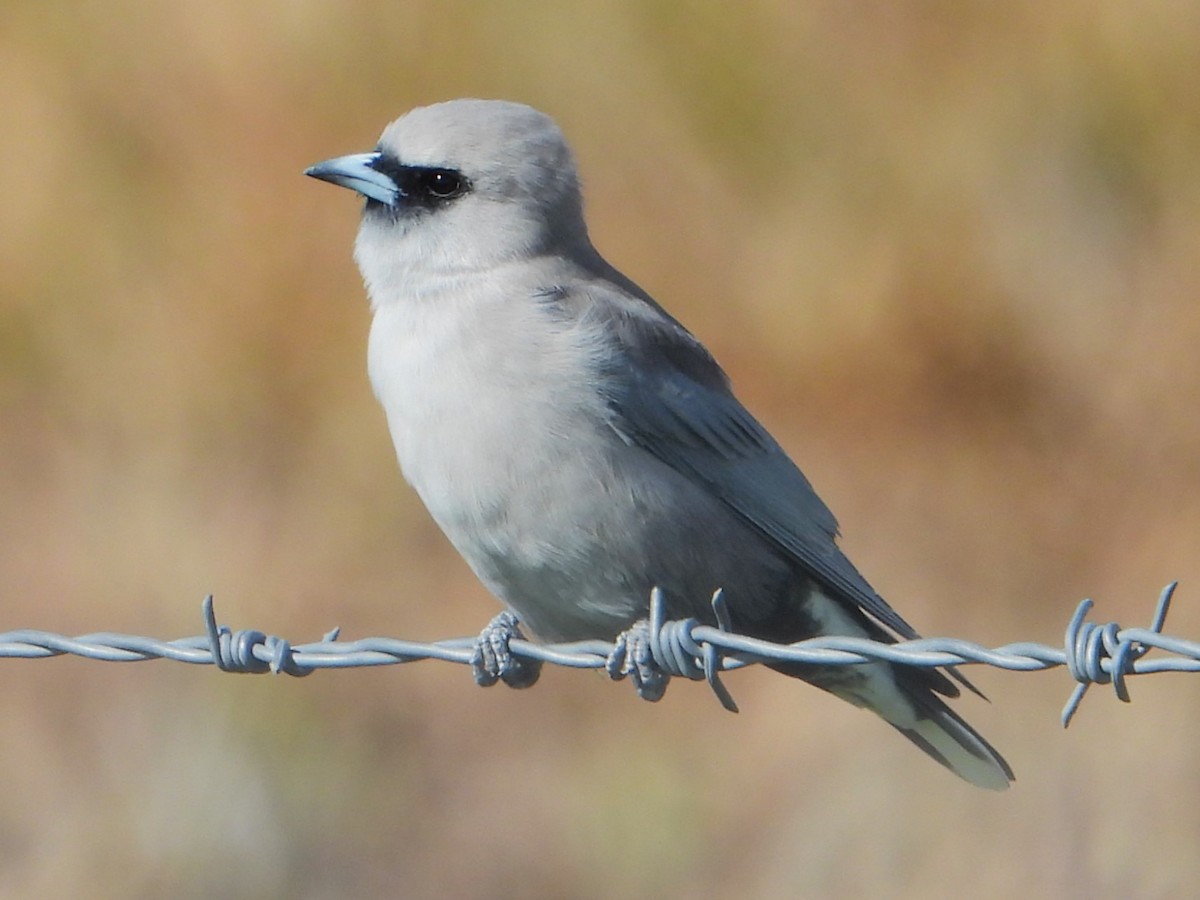 Black-faced Woodswallow - Leonie Beaulieu