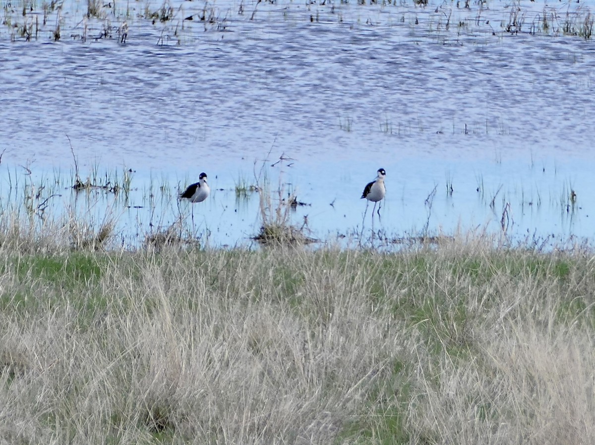 Black-necked Stilt - ML619164349