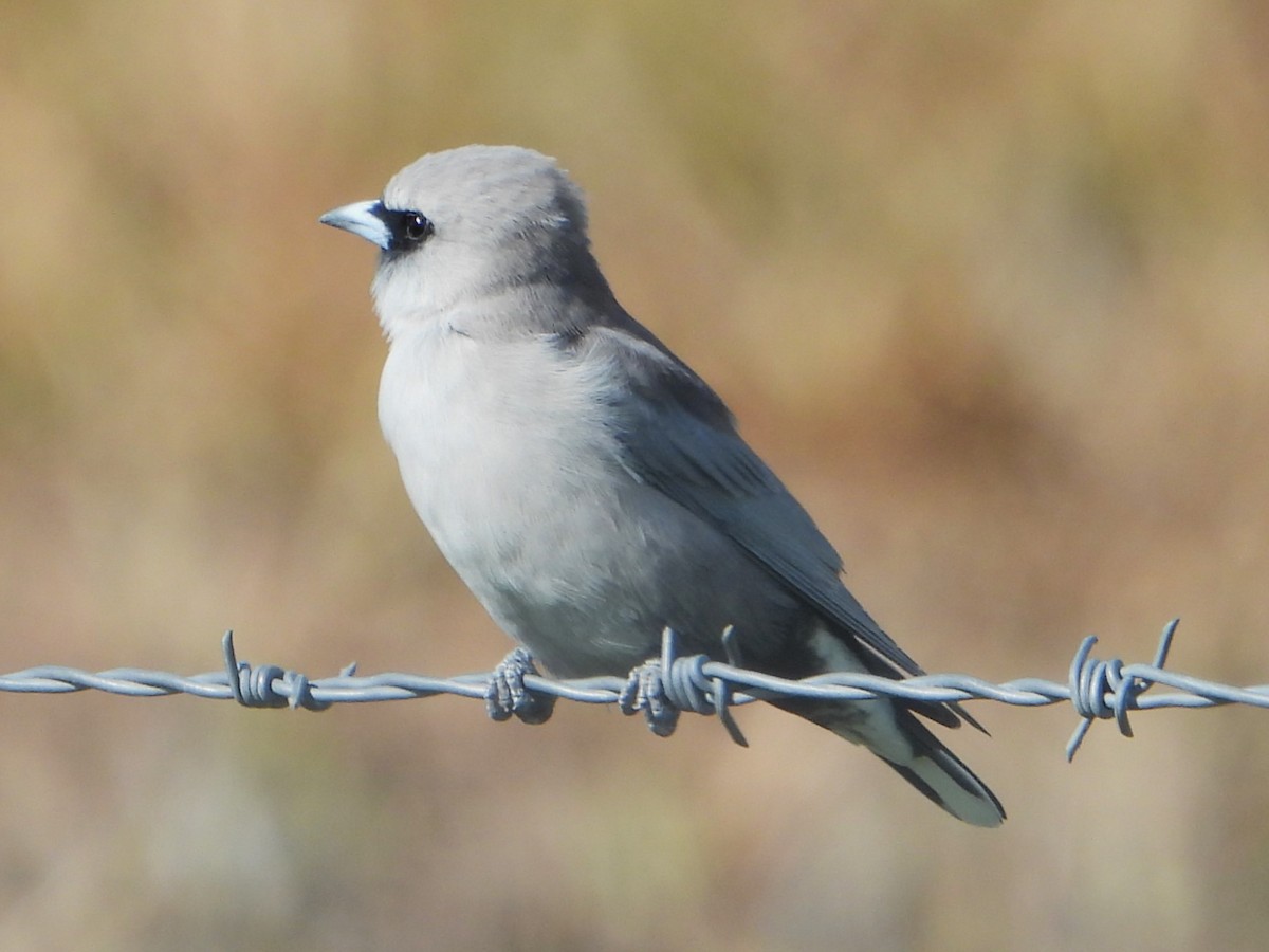 Black-faced Woodswallow - Leonie Beaulieu