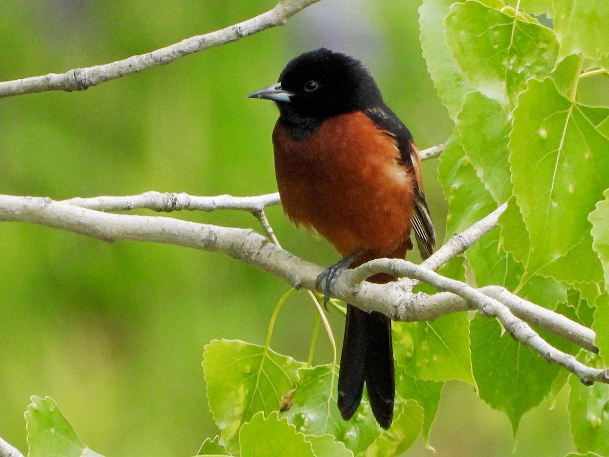 Orchard Oriole - ML619164364